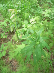 Lilium martagon pilosiusculum