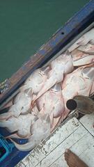 Pseudobatos planiceps