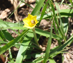 Diadasia