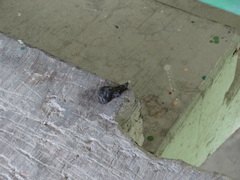 Bassariscus