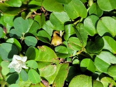 Evolvulus nummularius