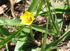 Diadasia