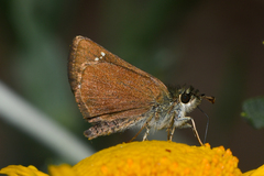 Piruna pirus