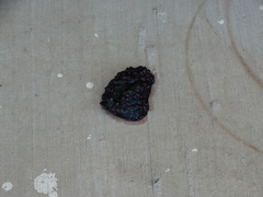Bassariscus