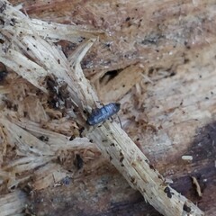 Tomocerinae