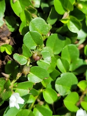 Evolvulus nummularius