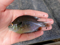 Lepomis aquilensis