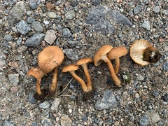 Bonomyces squamulosus