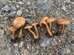 Bonomyces squamulosus