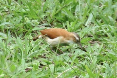 Furnarius leucopus
