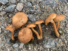 Bonomyces squamulosus