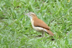 Furnarius leucopus