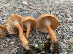Bonomyces squamulosus