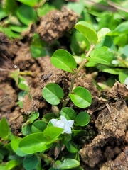 Evolvulus nummularius