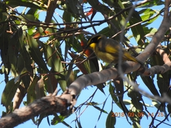 Lichenostomus melanops