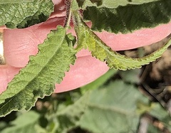 Sphaeralcea angustifolia