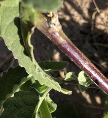 Sphaeralcea angustifolia
