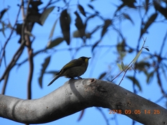 Lichenostomus melanops