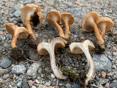 Bonomyces squamulosus