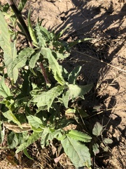 Sphaeralcea angustifolia