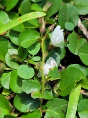 Evolvulus nummularius