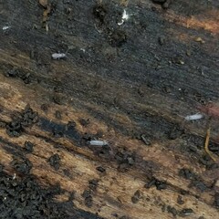 Tomocerinae