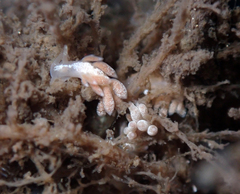 Trinchesia albocrusta