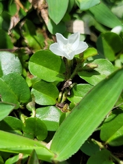 Evolvulus nummularius