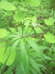 Lilium martagon pilosiusculum