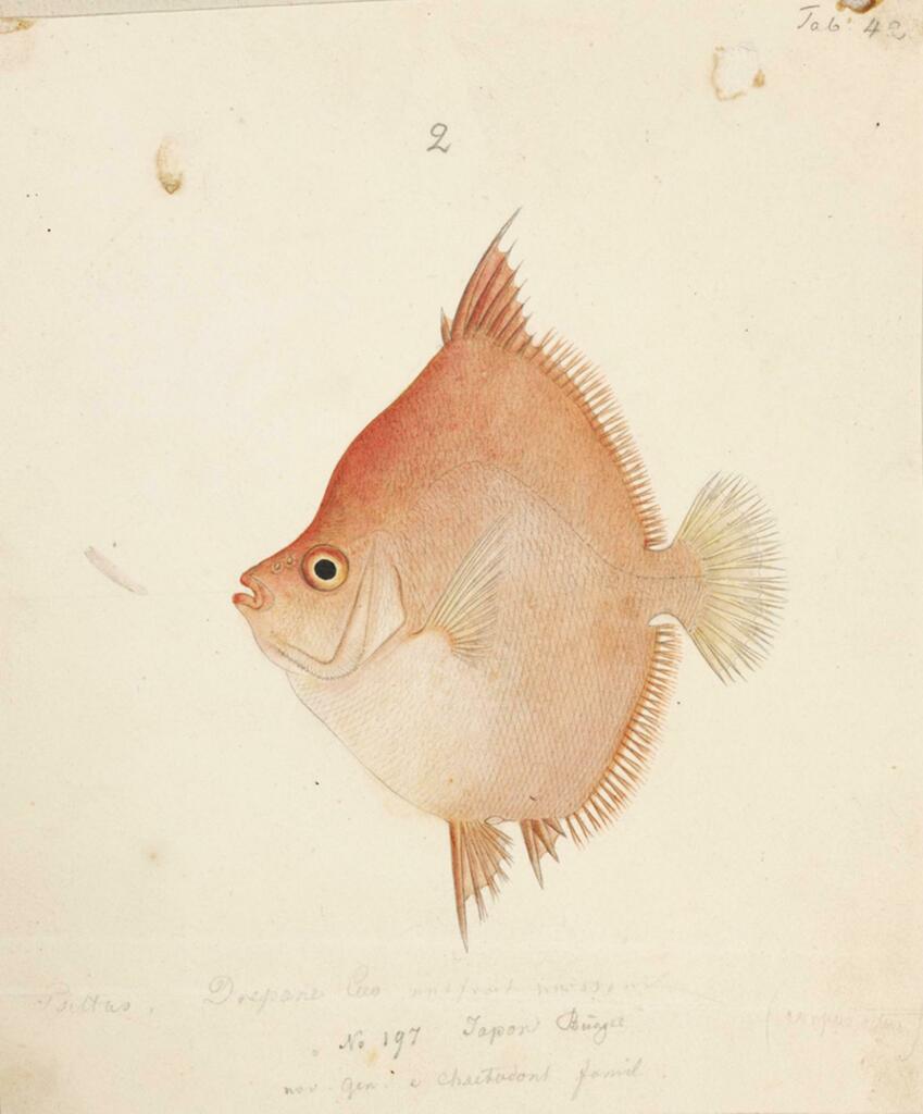 Indo-Pacific Boarfish