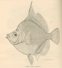 Indo-Pacific Boarfish photo 2