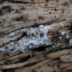 Ceratiomyxa fruticulosa