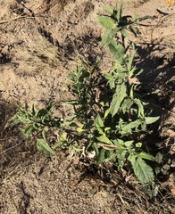 Sphaeralcea angustifolia