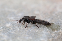 Ocypus sericeicollis