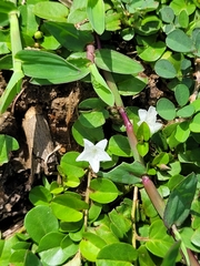 Evolvulus nummularius