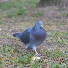 Columba livia domestica