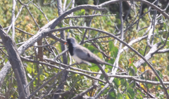 Oena capensis capensis