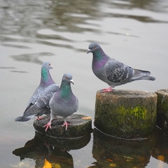 Columba livia domestica
