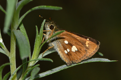 Piruna polingii