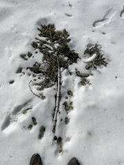 Phoradendron bolleanum