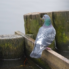 Columba livia domestica