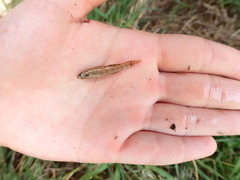 Etheostoma gracile