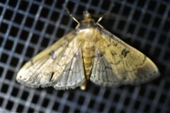 Nacoleia