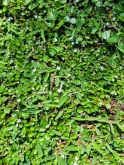 Evolvulus nummularius