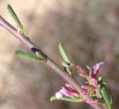 Image of Muraltia dispersa by (c) Nicola van Berkel, some rights reserved (CC BY-SA)