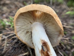 Cortinarius crassus