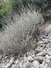 Salvia fruticosa