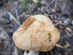 Cortinarius crassus