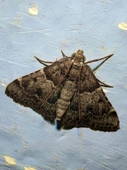 Pyralis manihotalis