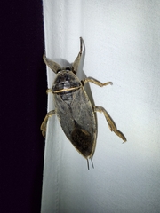 Lethocerus medius